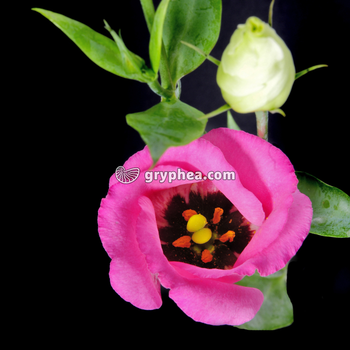 Lisianthus (Eustoma grandiflorum) - Fleur montrant les pièces internes - gryphea.com